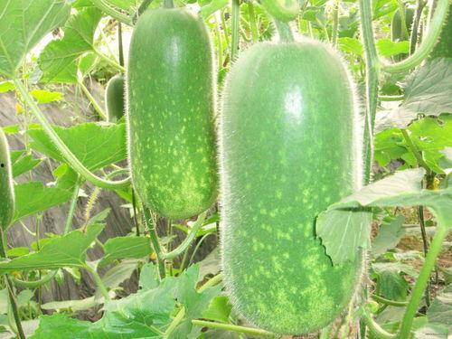 不打烊.热门大瓜每日必吃大瓜,每日必吃的热门大瓜盘点